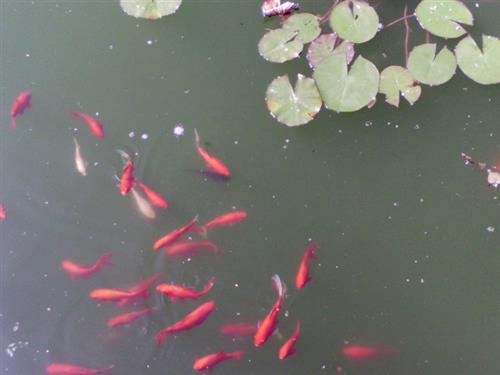 鱼池：锦鲤吸水，莲花正孕育着。大图